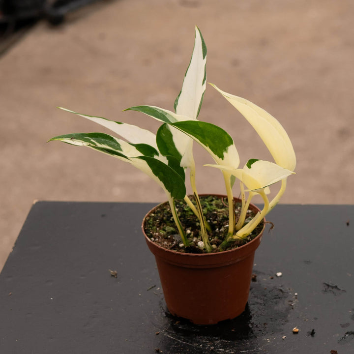 Gabriella Plants Pothos 3" Pothos Epipremnum aureum 'Mutant Manjula'