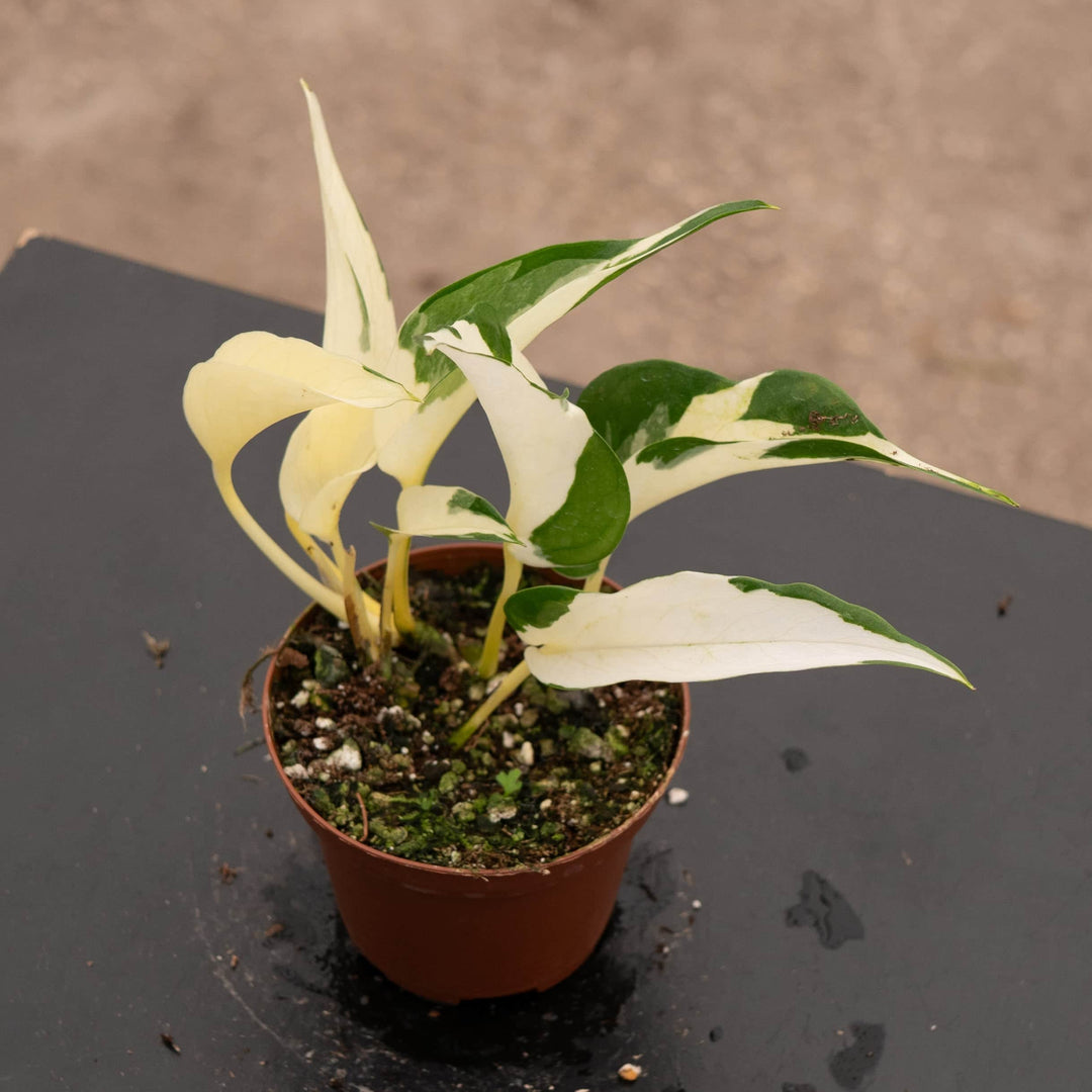 Gabriella Plants Pothos 3" Pothos Epipremnum aureum 'Mutant Manjula'