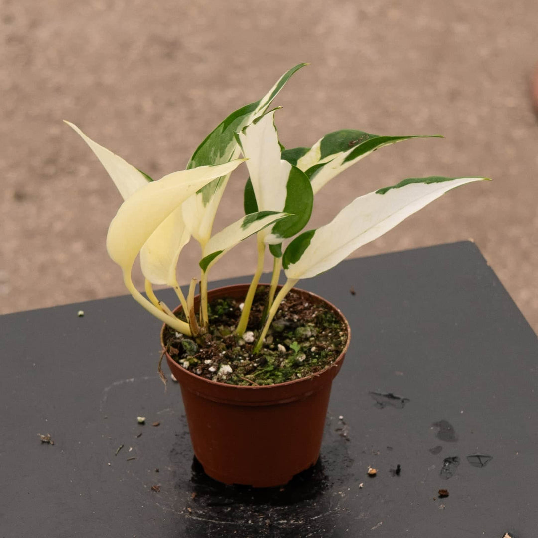 pothos mutation Pothos Epipremnum aureum 'Mutant Manjula'