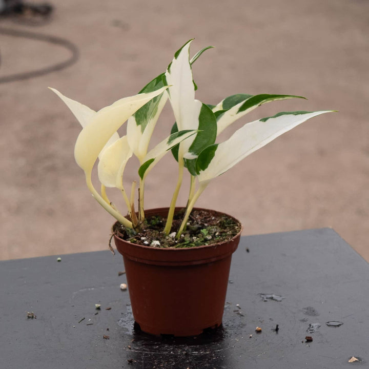 Gabriella Plants Pothos 3" Pothos Epipremnum aureum 'Mutant Manjula'