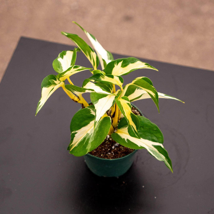 Gabriella Plants Pothos 3" Pothos Epipremnum aureum 'Mutant Manjula'