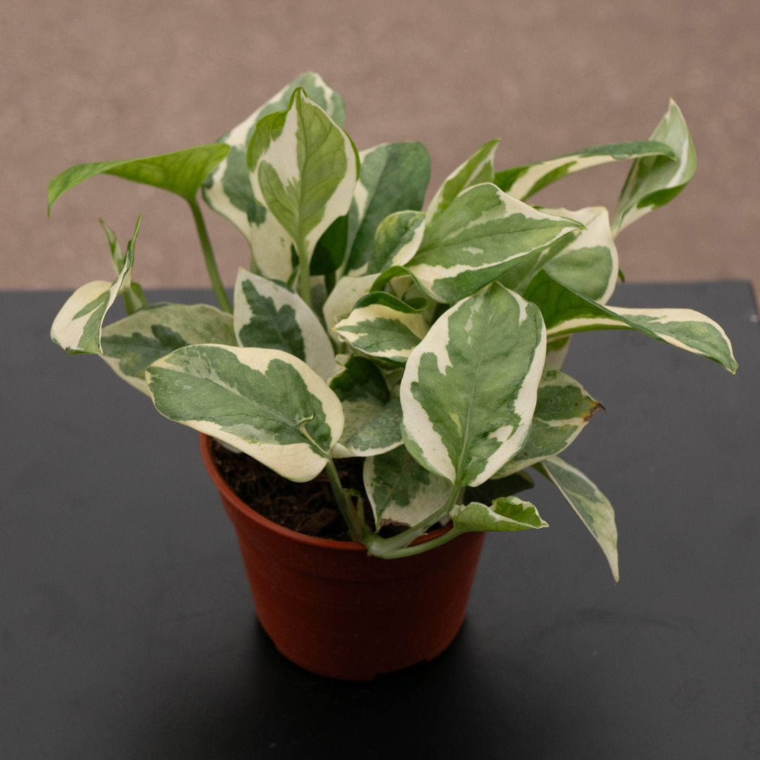 pothos n joy plant Pothos Epipremnum aureum 'N'Joy'