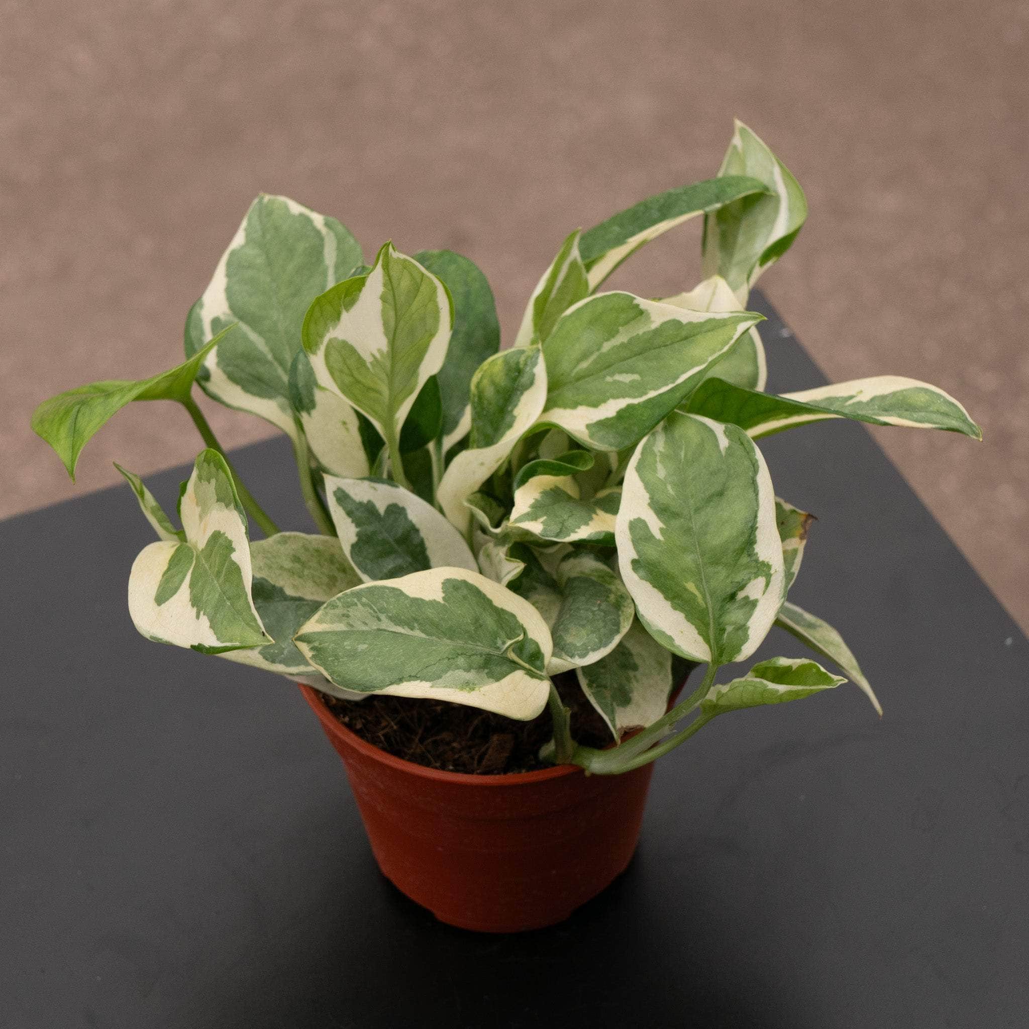 pothos njoy for sale Pothos Epipremnum aureum 'N'Joy'