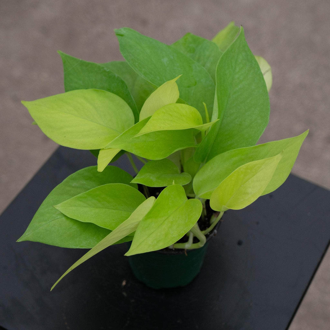 neon house plant Pothos Epipremnum aureum 'Neon'