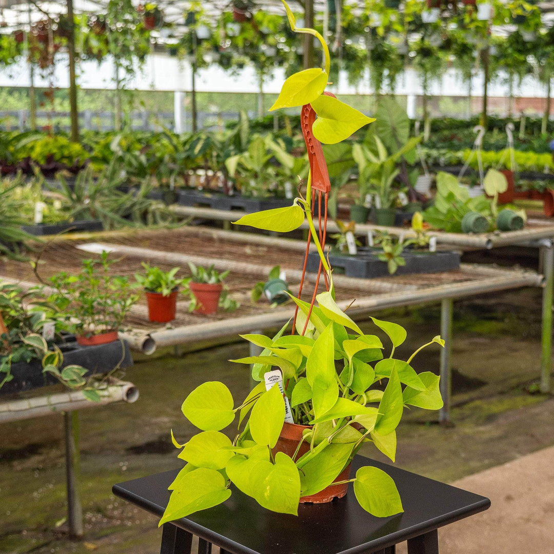 garden pothos plant Epipremnum aureum 'Neon' Pothos (4" Pot)