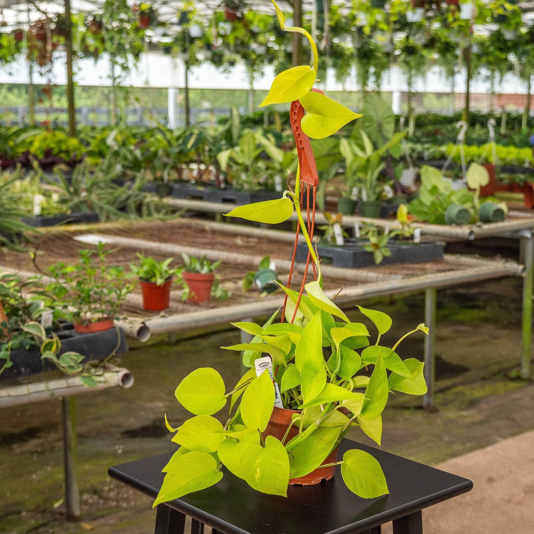 neon pothos botanical name Pothos Epipremnum aureum 'Neon'