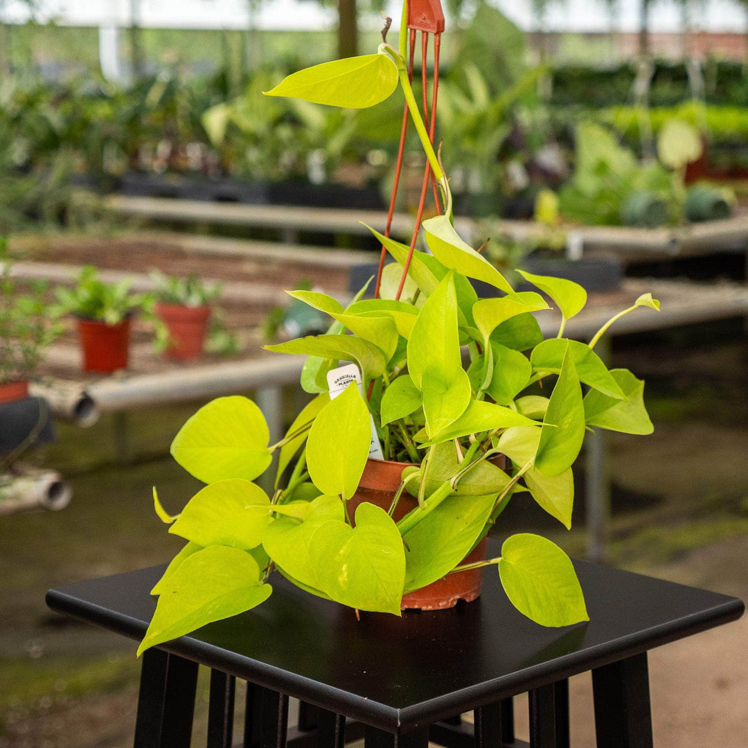 neon golden pothos Pothos Epipremnum aureum 'Neon'