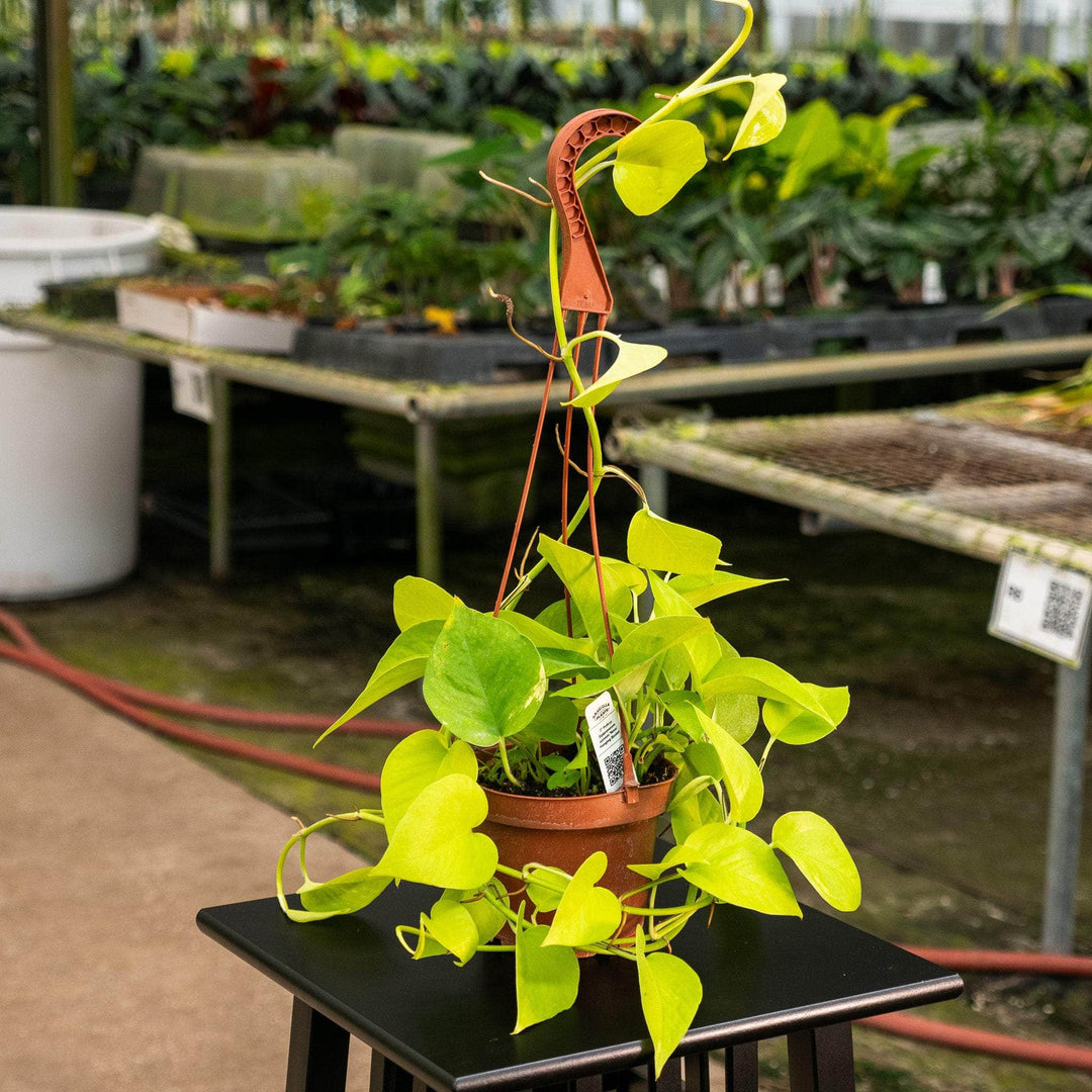 neon golden pothos Pothos Epipremnum aureum 'Neon'