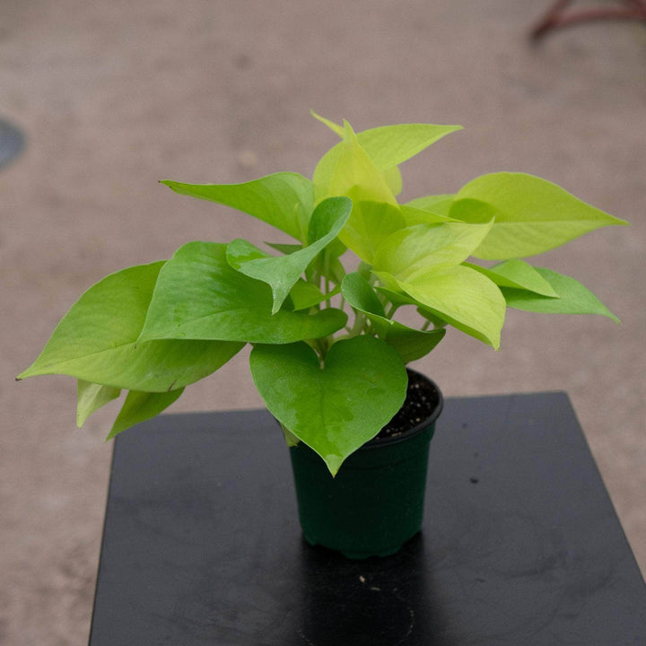 Gabriella Plants Pothos 4" Pothos Epipremnum aureum 'Neon'