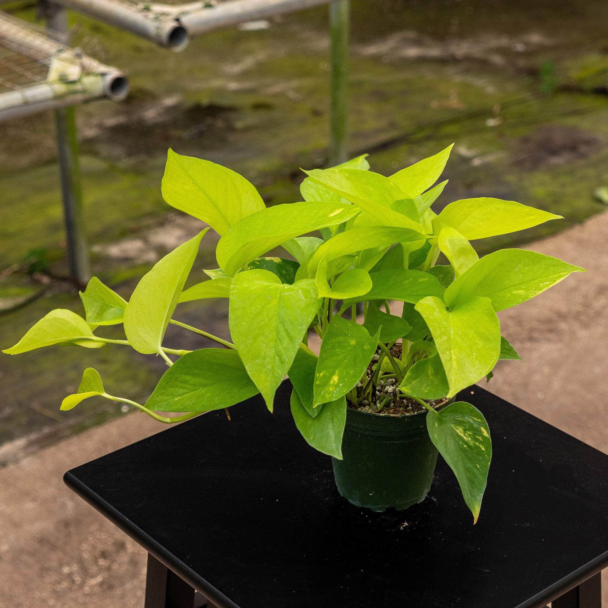 Pothos Epipremnum aureum 'Variegated Neon' - Gabriella Plants