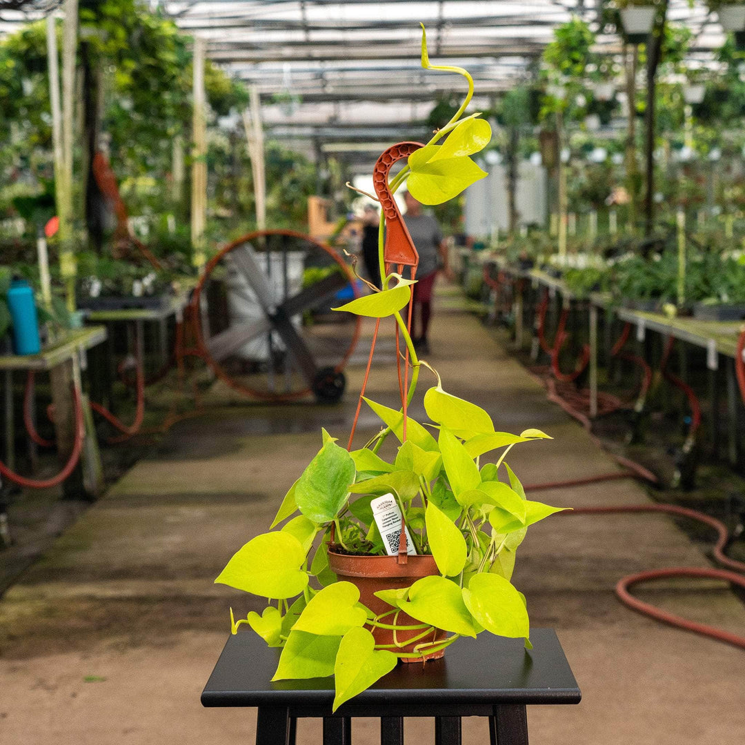 garden pothos Pothos Epipremnum aureum 'Neon'