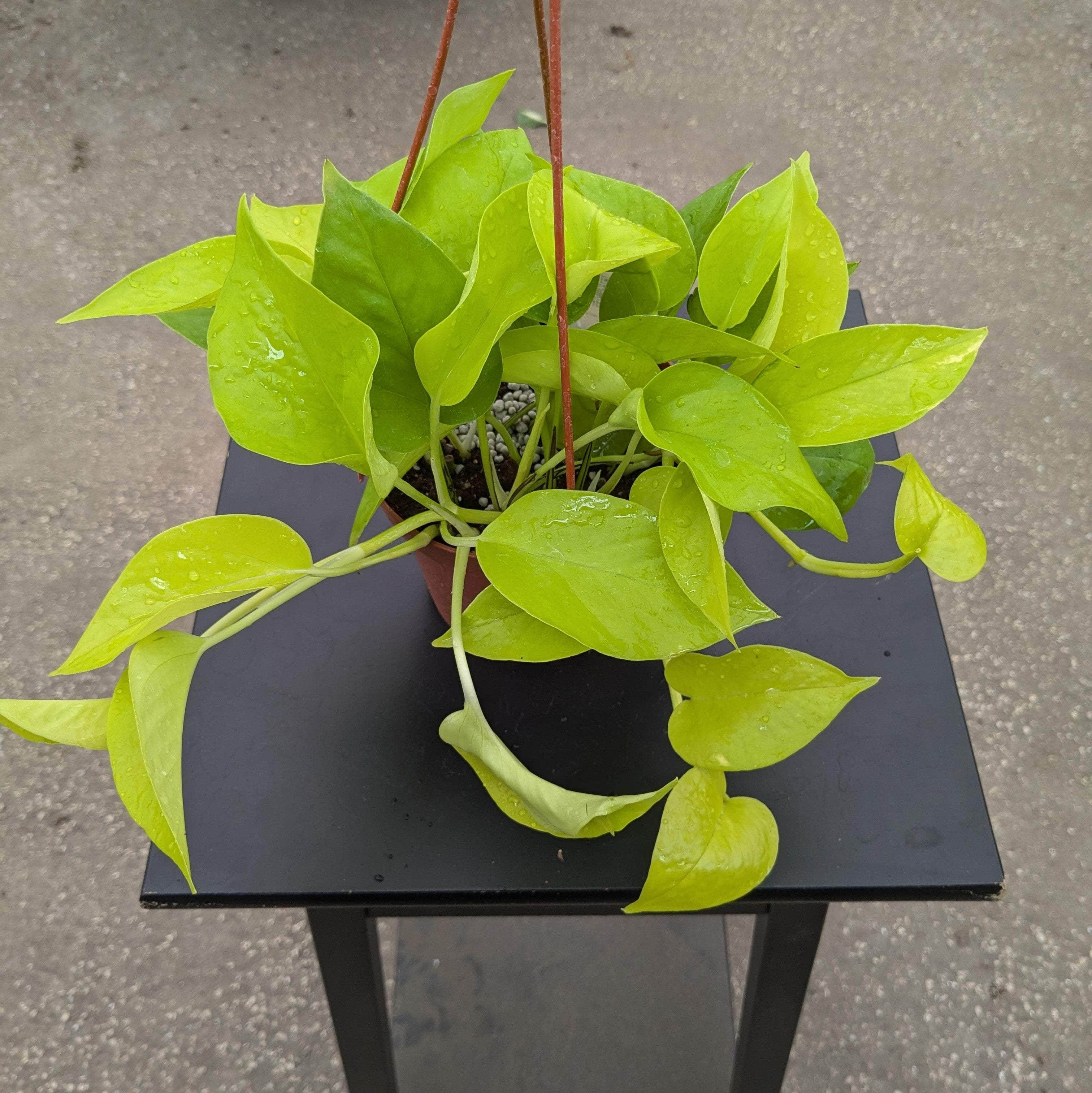 neon pothos hanging basket Epipremnum aureum 'Neon' Pothos (4" Pot)