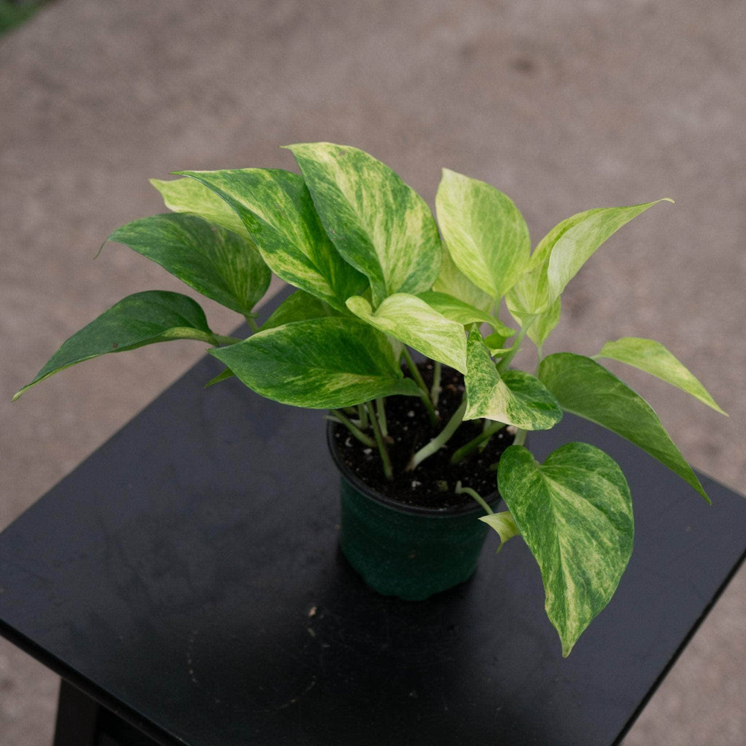 neon pothos variegated Pothos Epipremnum aureum 'Neon Queen'