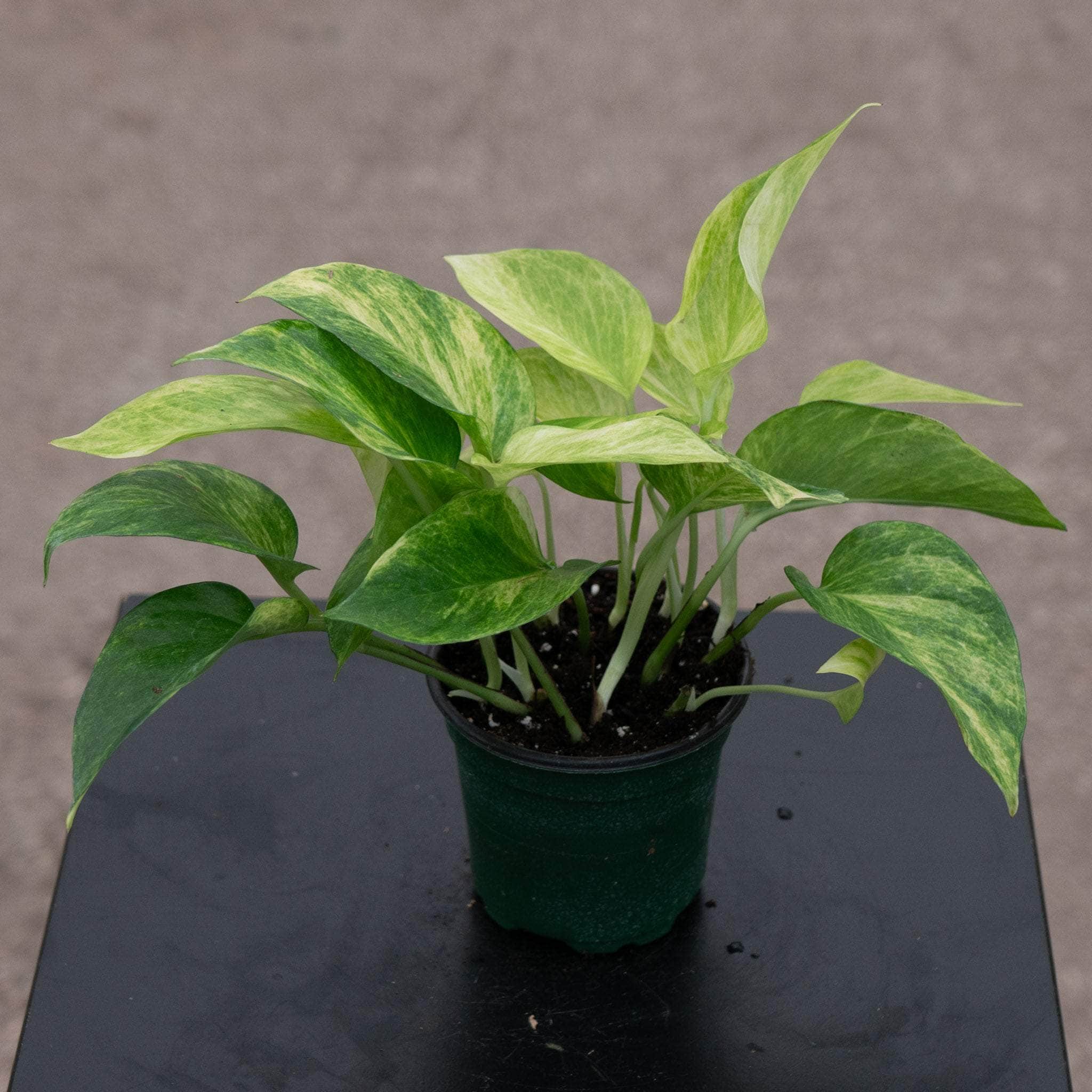 トギノンネオQueen Pothos Epipremnum aureum 'Neon Queen' – Gabriella Plants