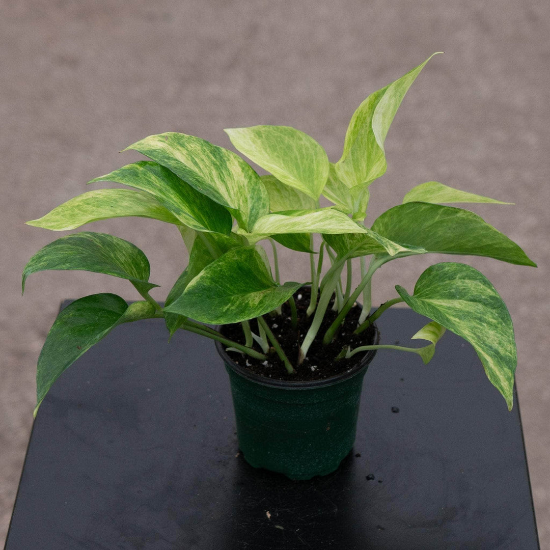 Gabriella Plants Pothos 4" Pothos Epipremnum aureum 'Neon Queen'