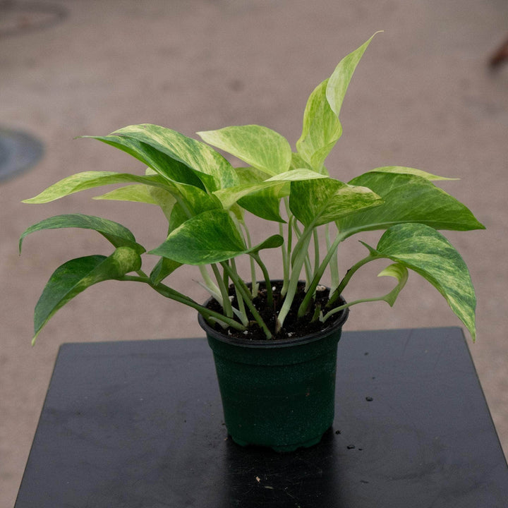 Gabriella Plants Pothos 4" Pothos Epipremnum aureum 'Neon Queen'