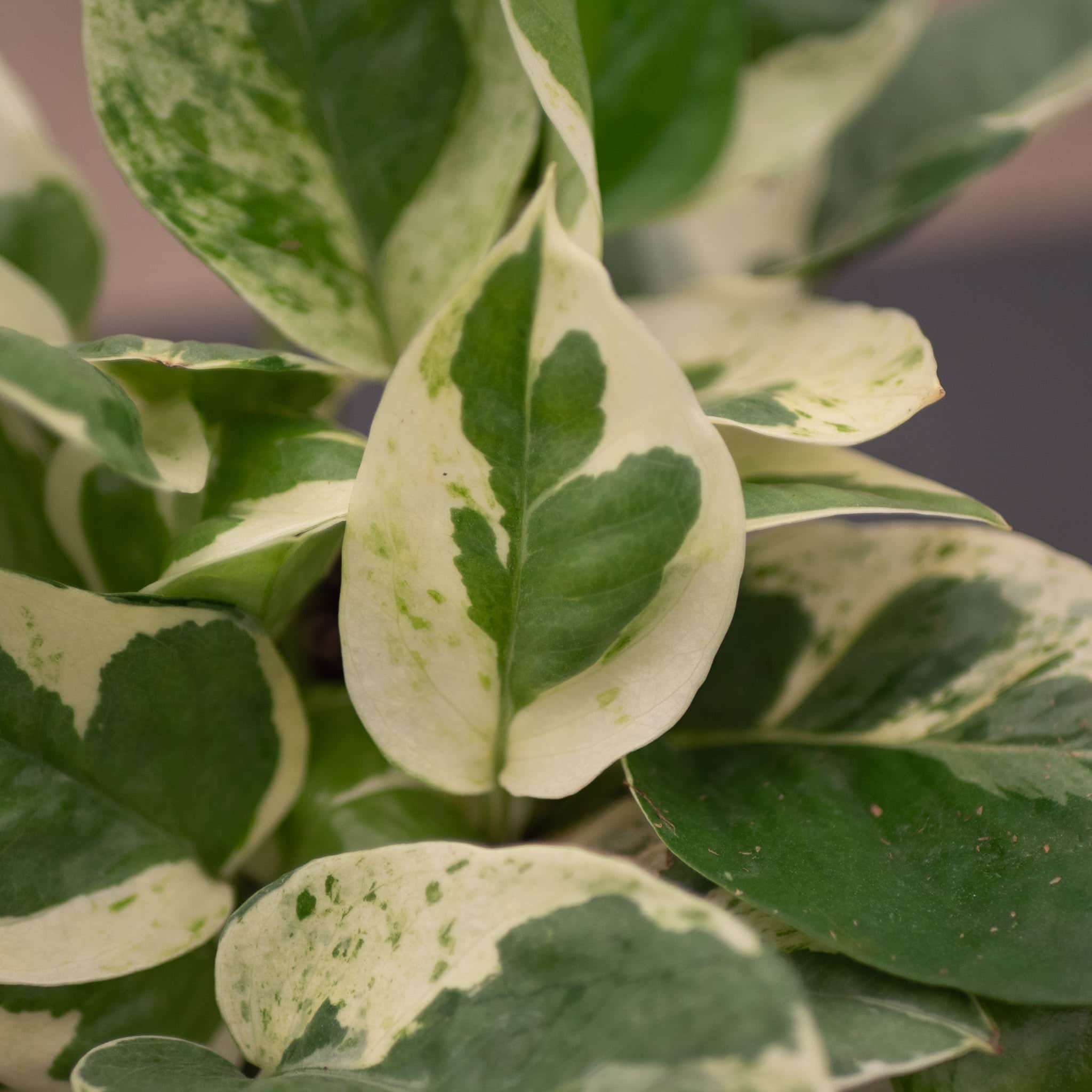 Pothos Epipremnum aureum 'Pearls and Jade' - Thumbnail 2