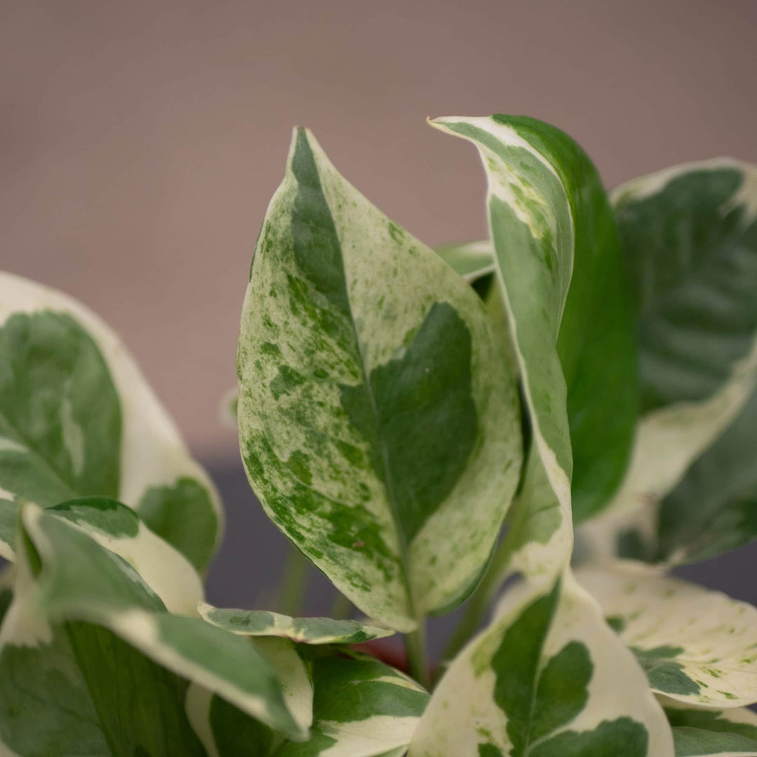 Gabriella Plants Pothos 4" Pothos Epipremnum aureum 'Pearls and Jade'