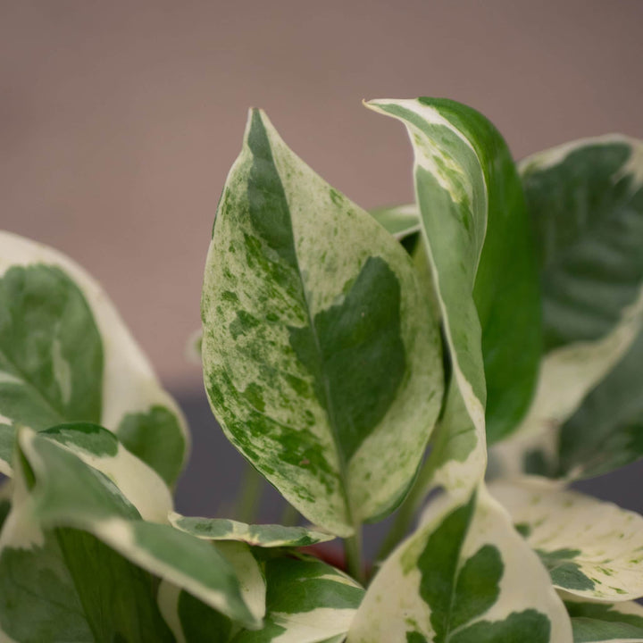 Gabriella Plants Pothos 4" Pothos Epipremnum aureum 'Pearls and Jade'