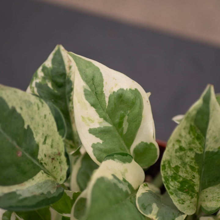 Gabriella Plants Pothos 4" Pothos Epipremnum aureum 'Pearls and Jade'