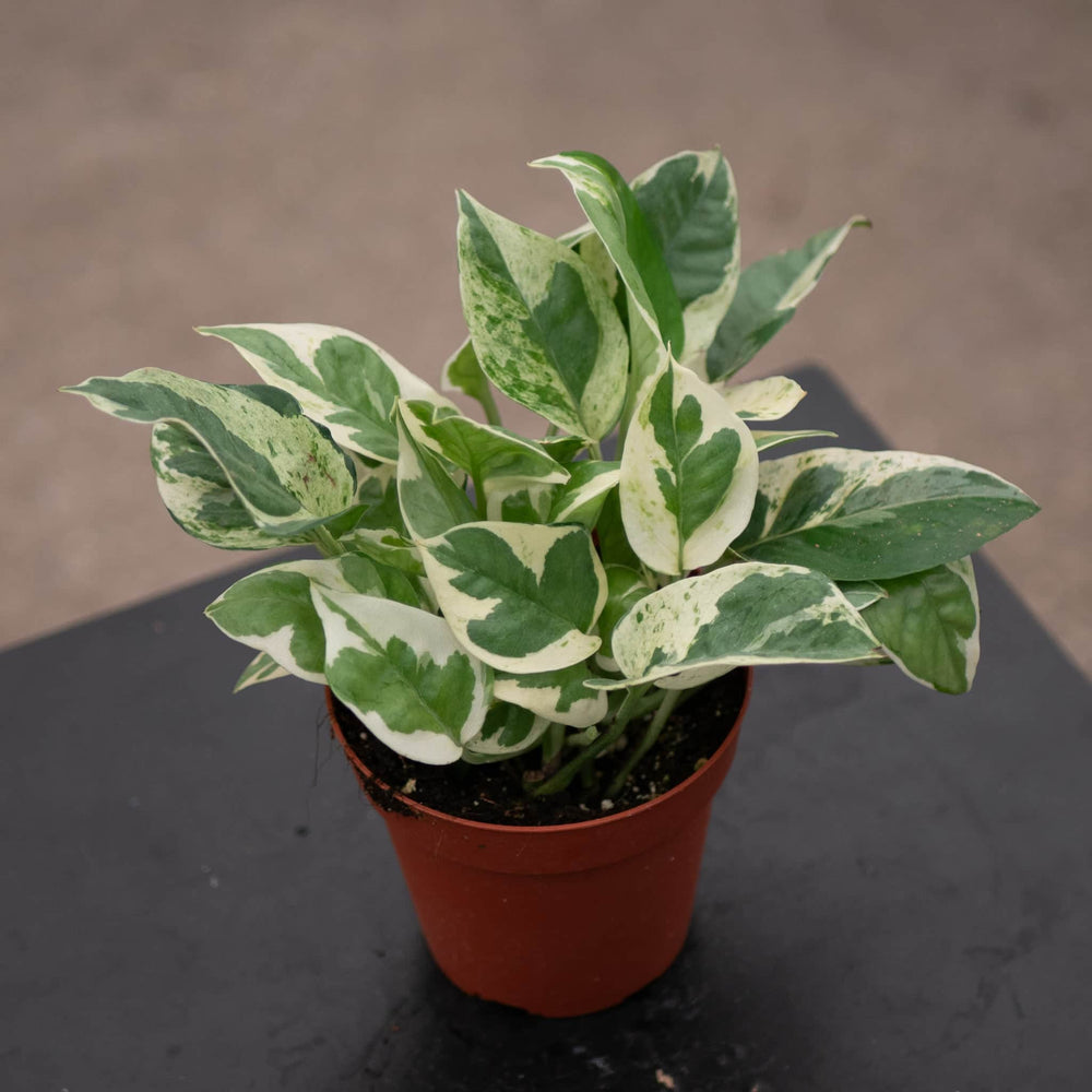 Gabriella Plants Pothos 4" Pothos Epipremnum aureum 'Pearls and Jade'