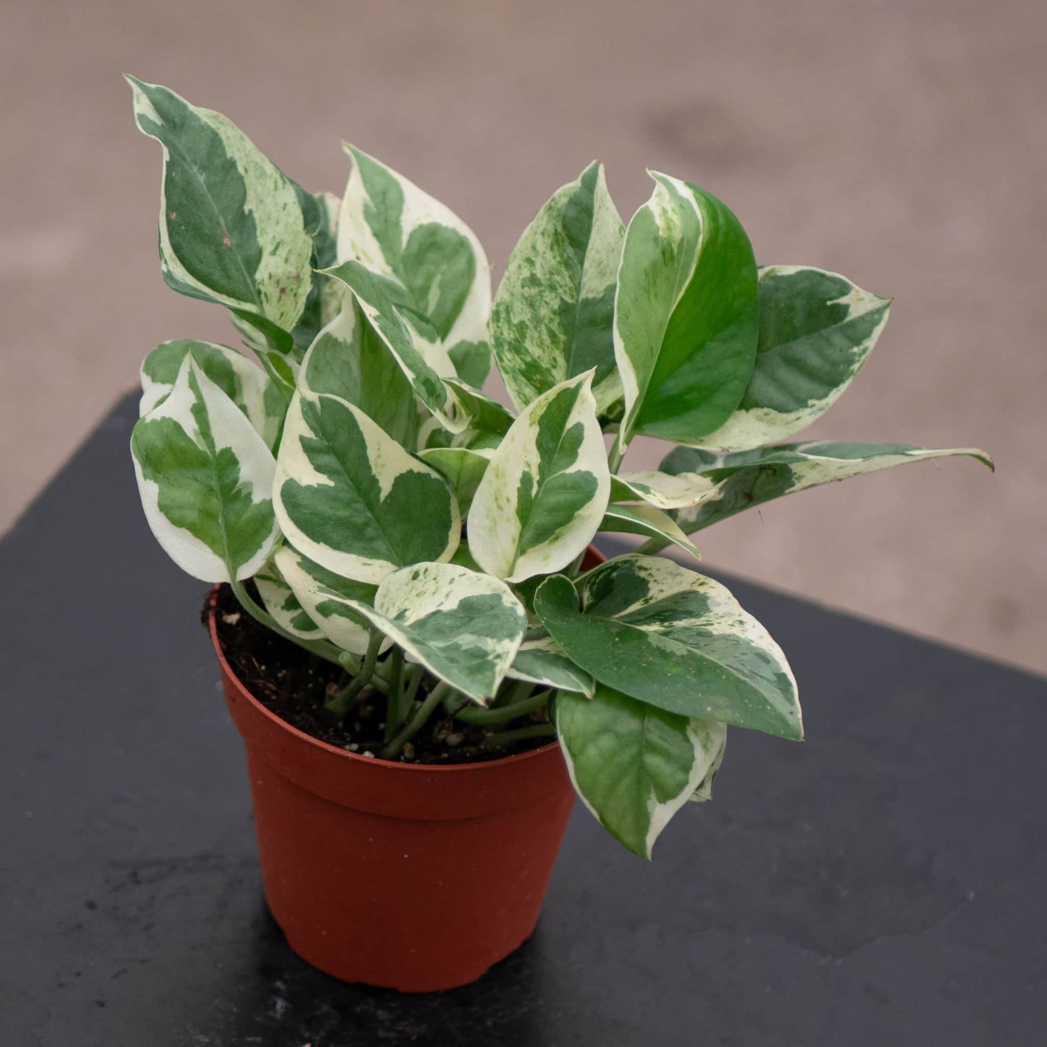 Pothos Epipremnum aureum 'Pearls and Jade'
