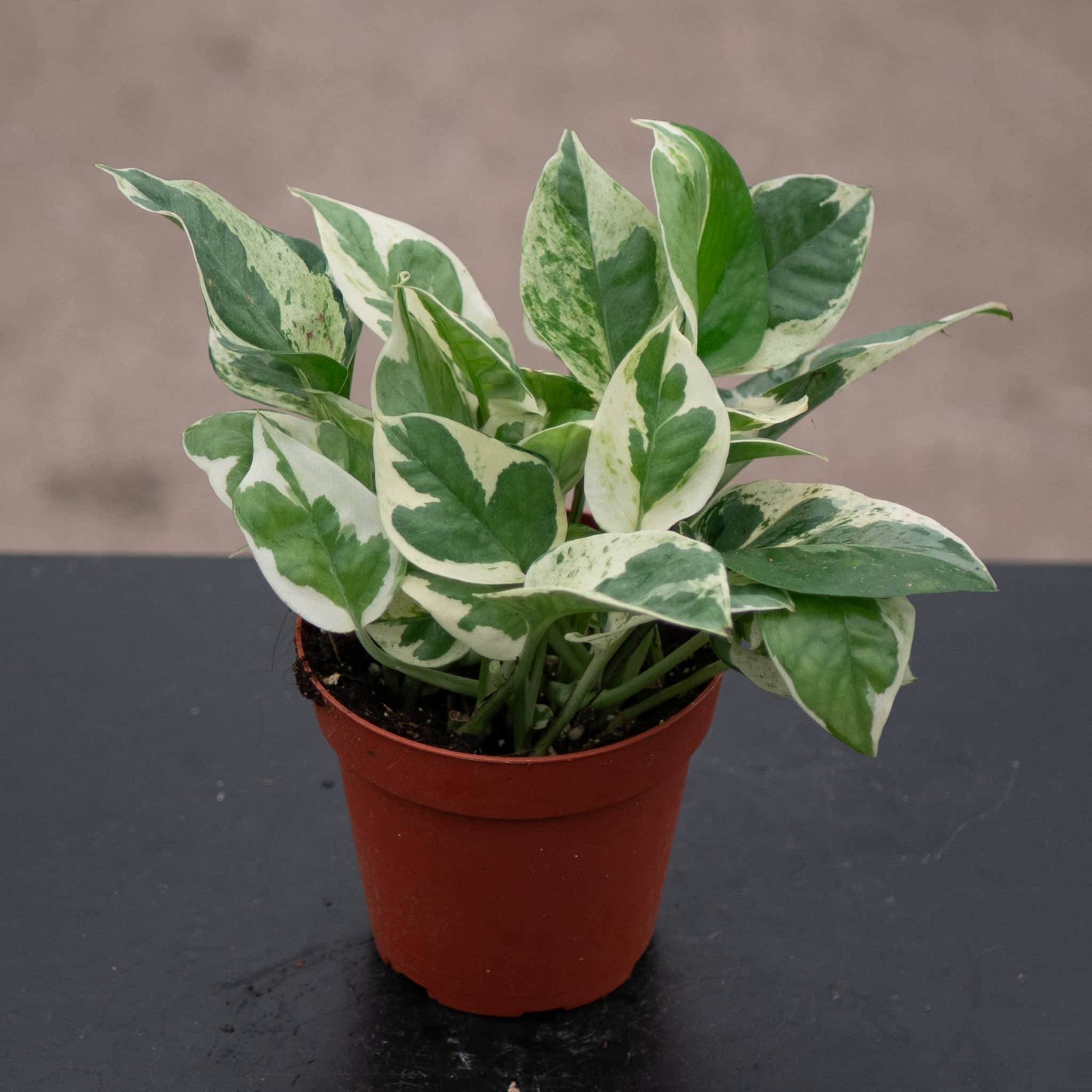 Pothos Epipremnum aureum 'Pearls and Jade' - Thumbnail 3