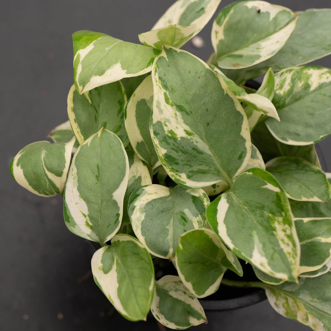 Gabriella Plants Pothos 4" Pothos Epipremnum aureum 'Pearls and Jade'
