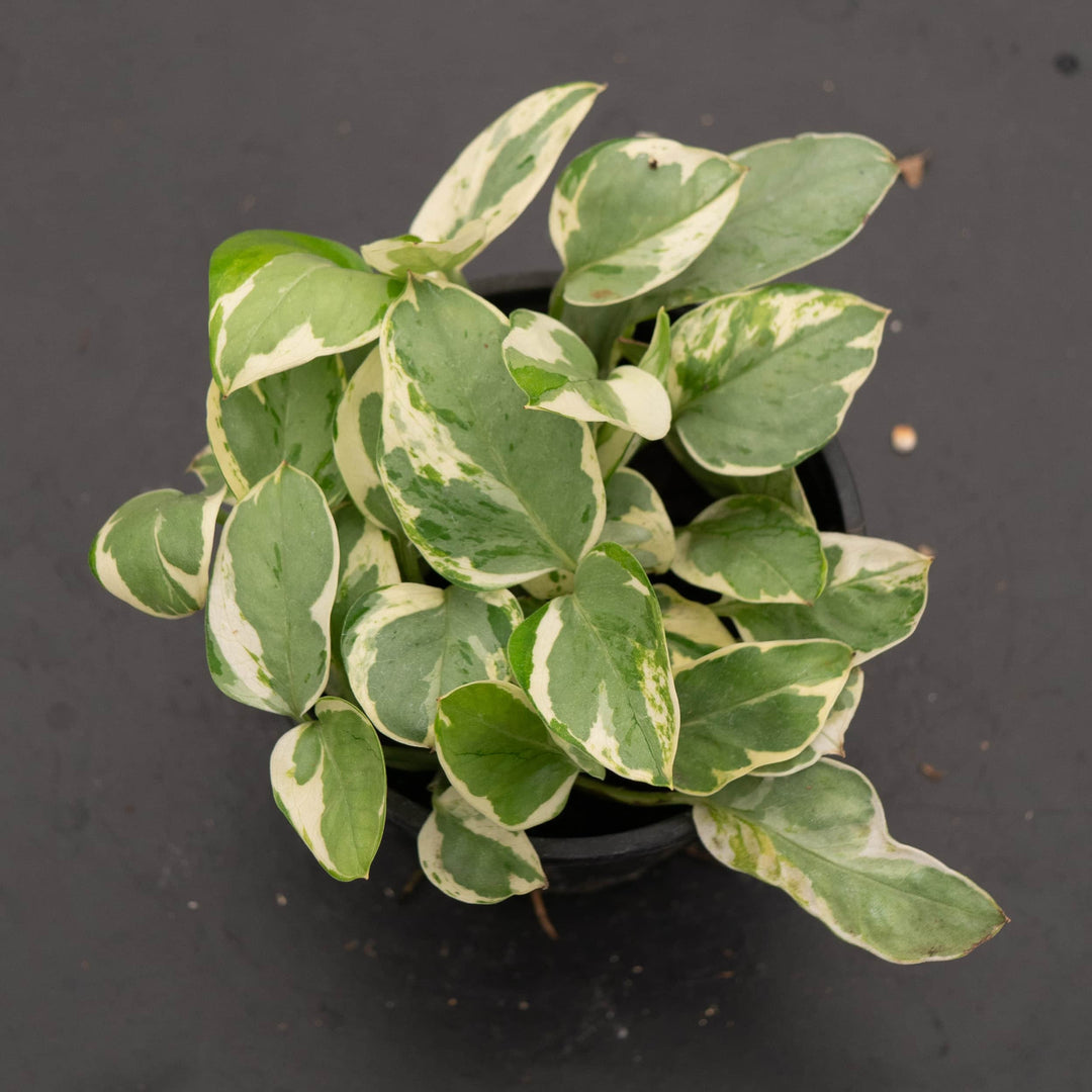 Gabriella Plants Pothos 4" Pothos Epipremnum aureum 'Pearls and Jade'