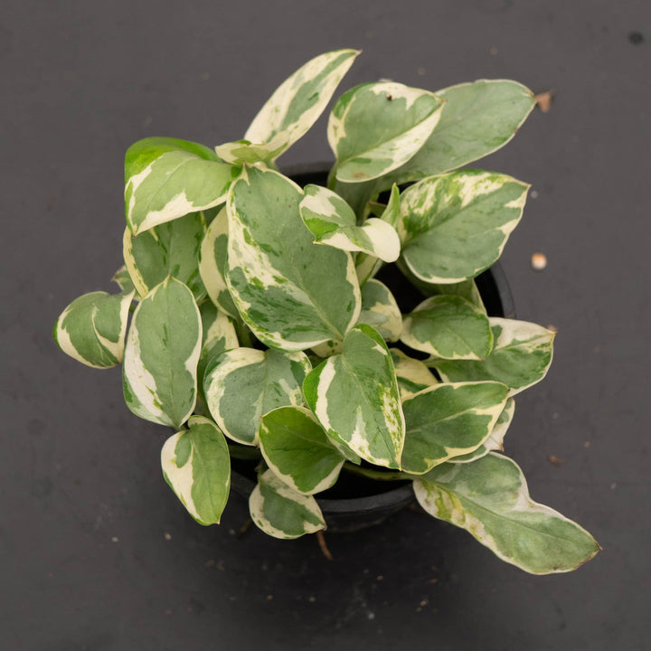 Gabriella Plants Pothos 4" Pothos Epipremnum aureum 'Pearls and Jade'