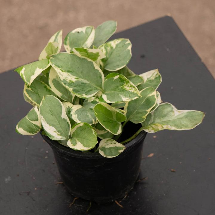 Gabriella Plants Pothos 4" Pothos Epipremnum aureum 'Pearls and Jade'