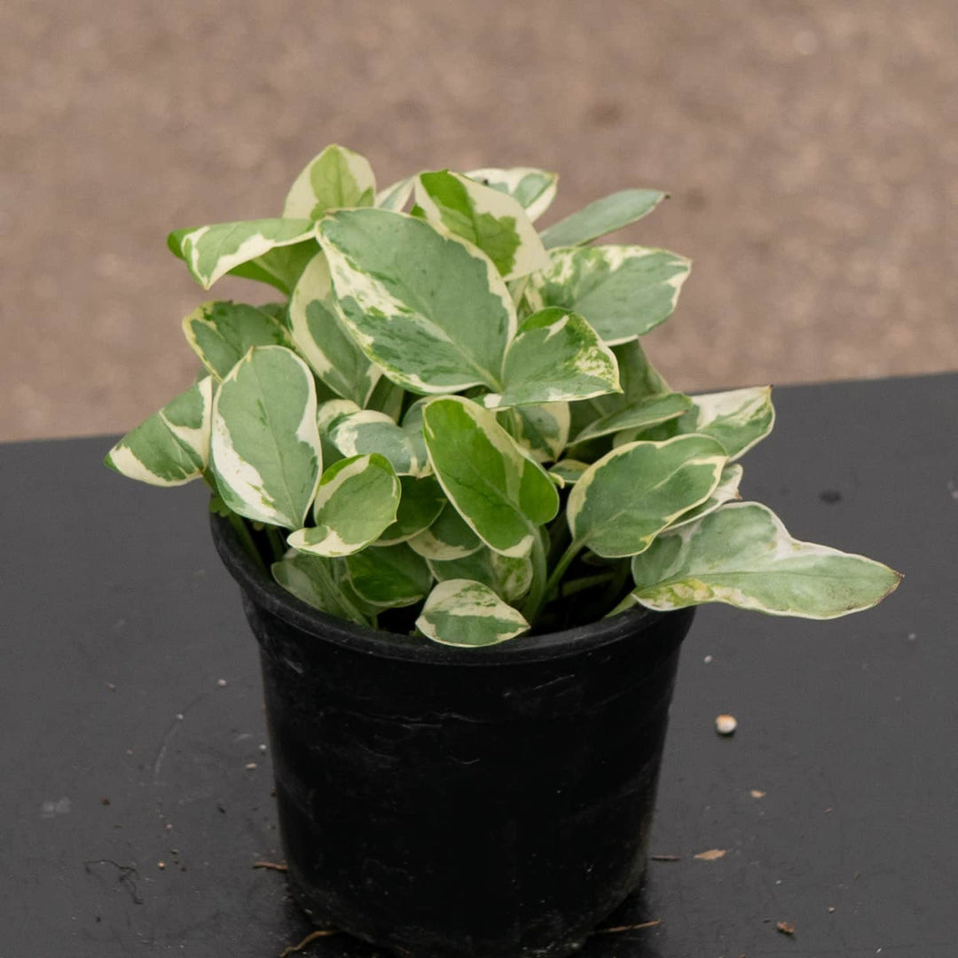 Gabriella Plants Pothos 4" Pothos Epipremnum aureum 'Pearls and Jade'