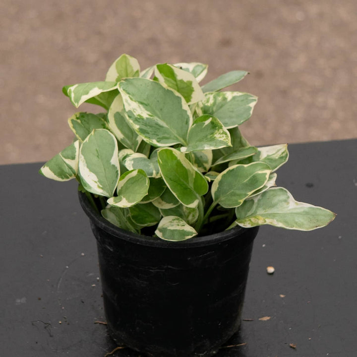 Gabriella Plants Pothos 4" Pothos Epipremnum aureum 'Pearls and Jade'