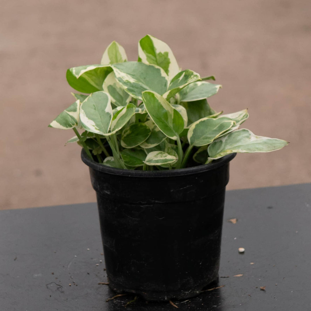 Gabriella Plants Pothos 4" Pothos Epipremnum aureum 'Pearls and Jade'