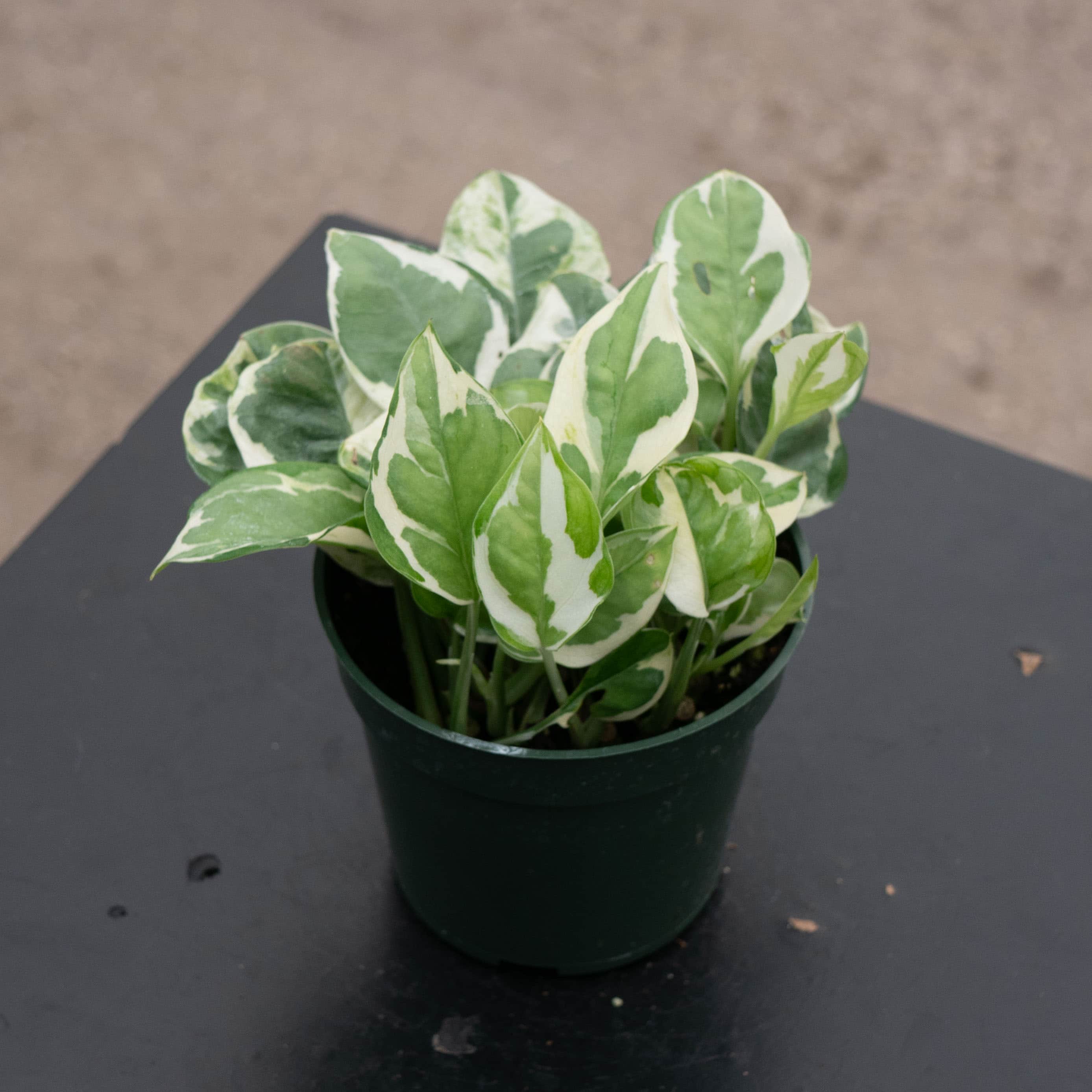 pothos pearl jade Pothos Epipremnum aureum 'Pearls and Jade'