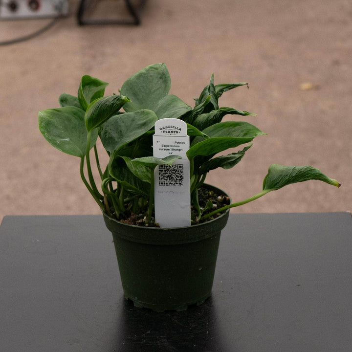 Gabriella Plants Pothos 4" Pothos Epipremnum aureum 'Shangri La'