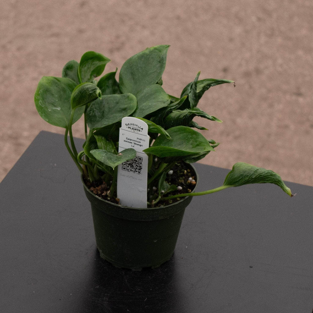 Gabriella Plants Pothos 4" Pothos Epipremnum aureum 'Shangri La'