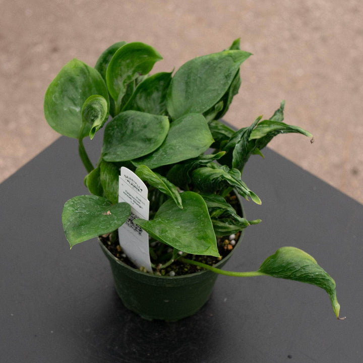 Gabriella Plants Pothos 4" Pothos Epipremnum aureum 'Shangri La'