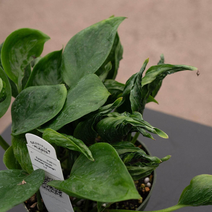 Gabriella Plants Pothos 4" Pothos Epipremnum aureum 'Shangri La'