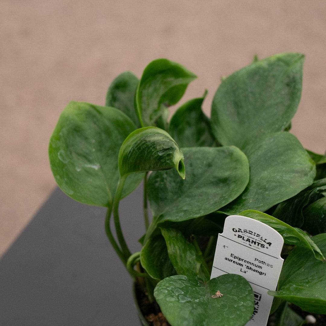 Gabriella Plants Pothos 4" Pothos Epipremnum aureum 'Shangri La'