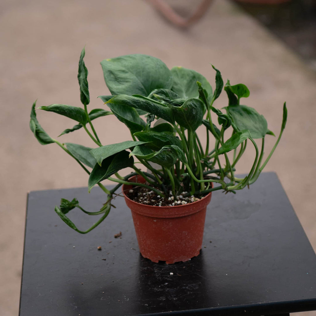 Gabriella Plants Pothos 4" Pothos Epipremnum aureum 'Shangri La'