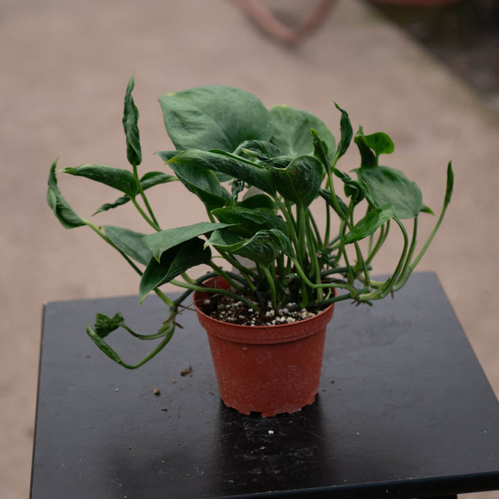 Gabriella Plants Pothos 4" Pothos Epipremnum aureum 'Shangri La'