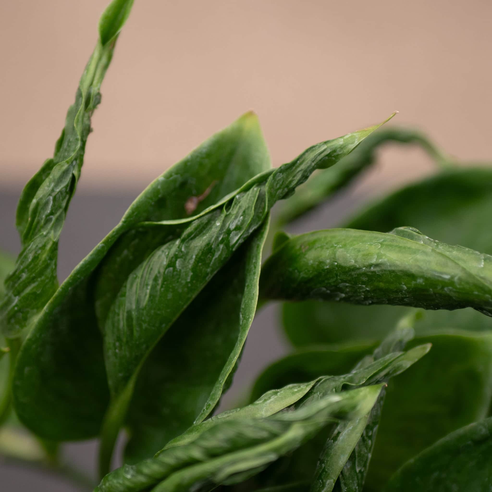 pothos shangri la mature Pothos Epipremnum aureum 'Shangri La'
