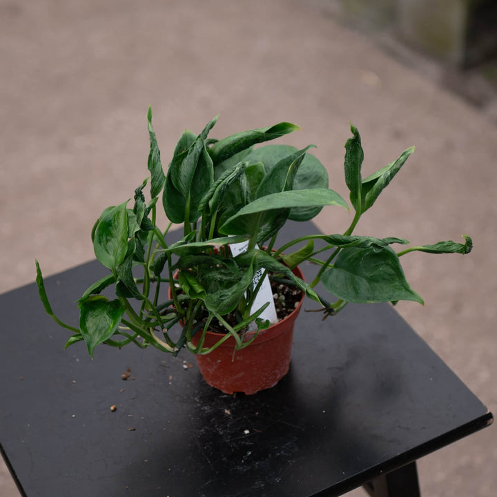 Gabriella Plants Pothos 4" Pothos Epipremnum aureum 'Shangri La'