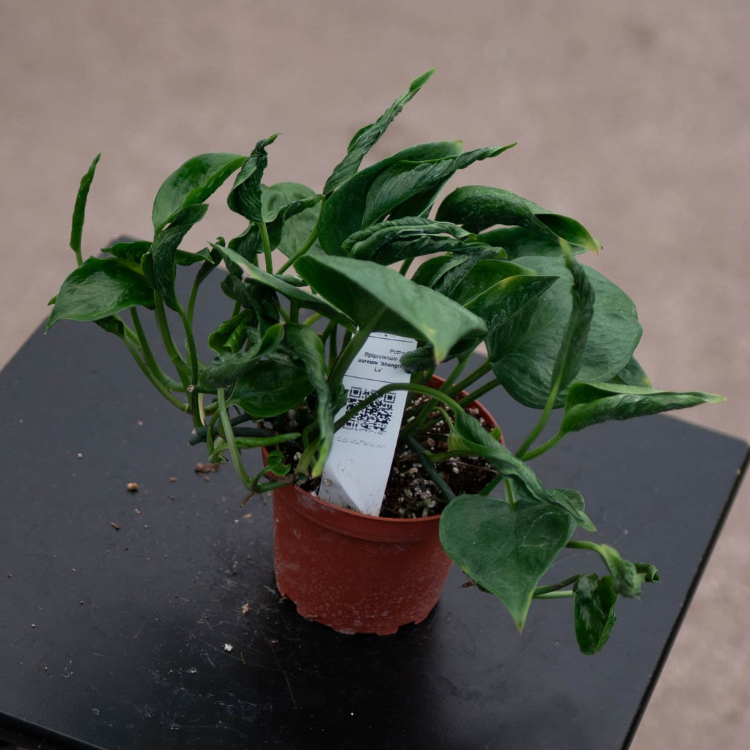 Gabriella Plants Pothos 4" Pothos Epipremnum aureum 'Shangri La'
