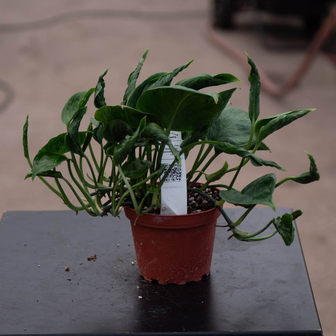 Gabriella Plants Pothos 4" Pothos Epipremnum aureum 'Shangri La'