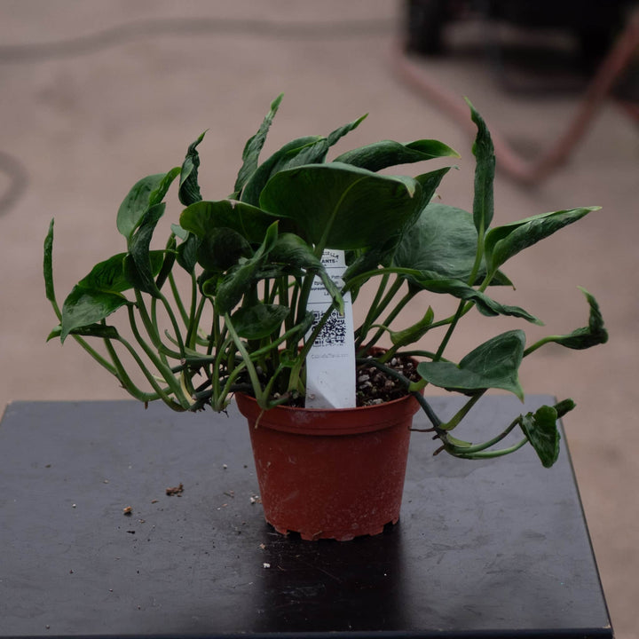 Gabriella Plants Pothos 4" Pothos Epipremnum aureum 'Shangri La'