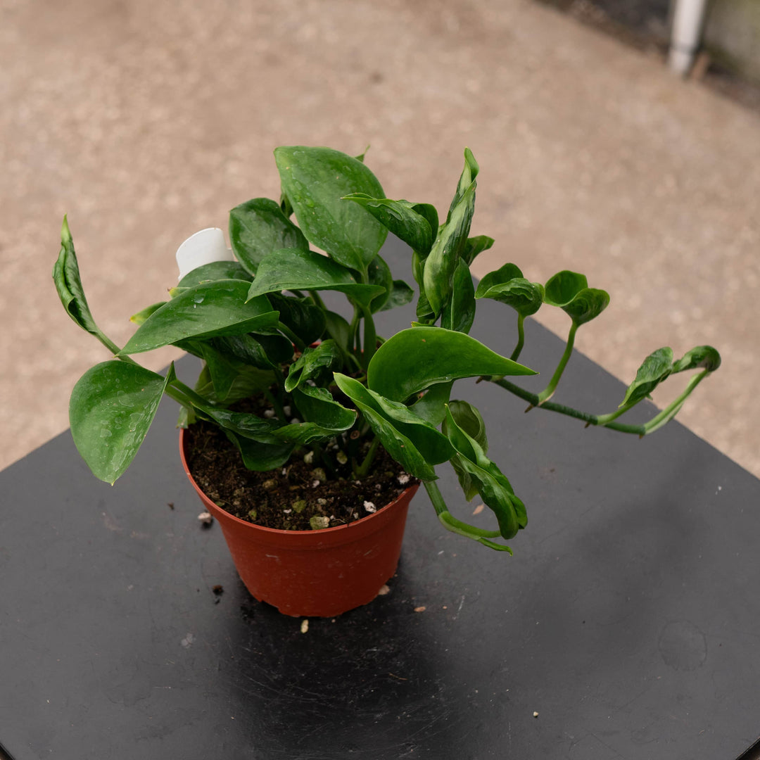 Gabriella Plants Pothos 4" Pothos Epipremnum aureum 'Shangri La'