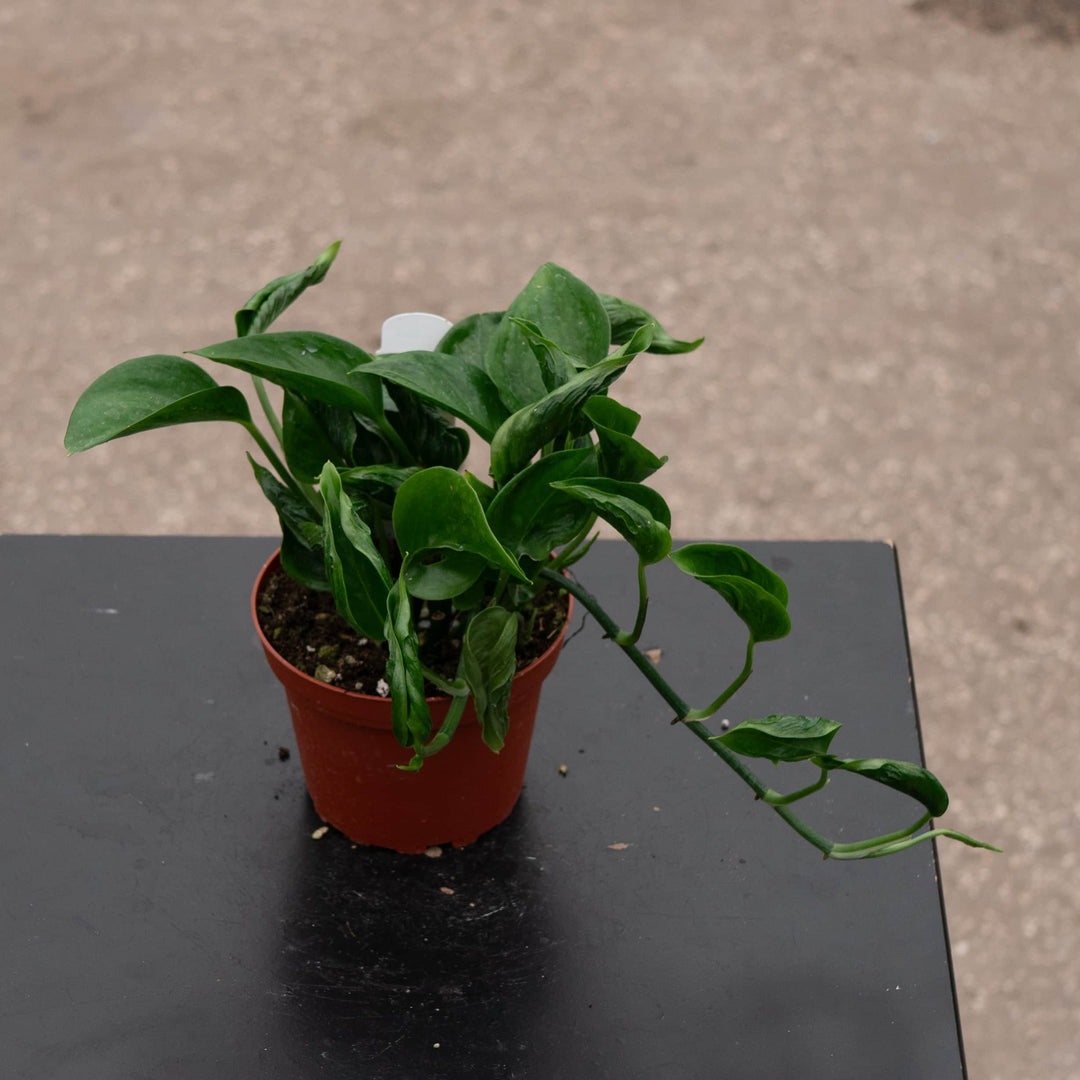 Gabriella Plants Pothos 4" Pothos Epipremnum aureum 'Shangri La'