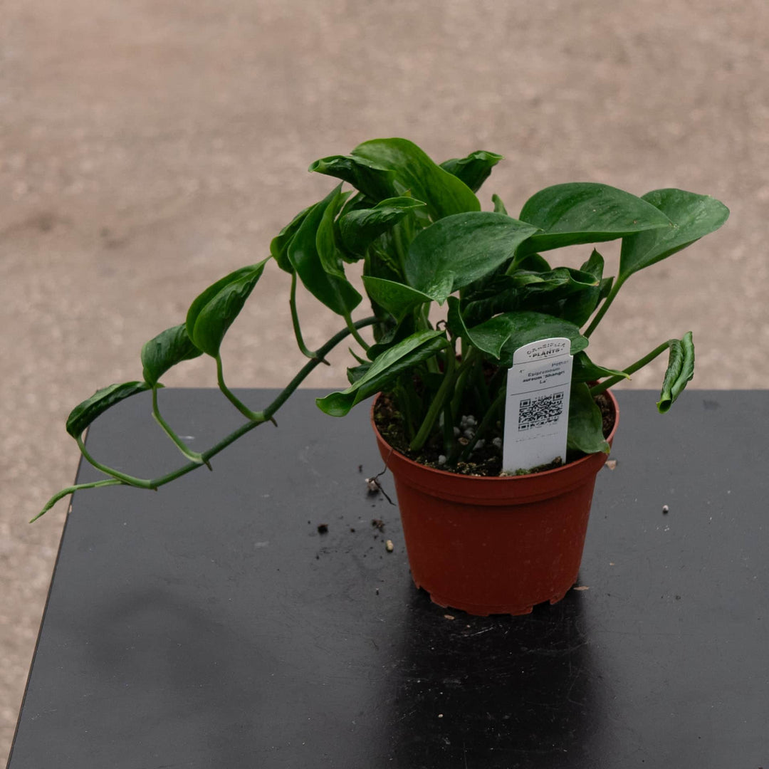 is epipremnum a pothos Pothos Epipremnum aureum 'Shangri La'